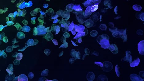 medusas brillantes nadando con gracia en un tanque de acuario oscuro bajo luces de colores