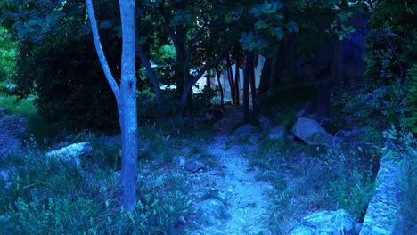 el perro corre por el bosque seco del sur de francia con buen tiempo.