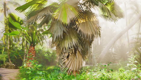 luz de la mañana en el hermoso jardín de la selva