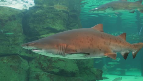 massive sand tiger shark glides past aquarium habitat window