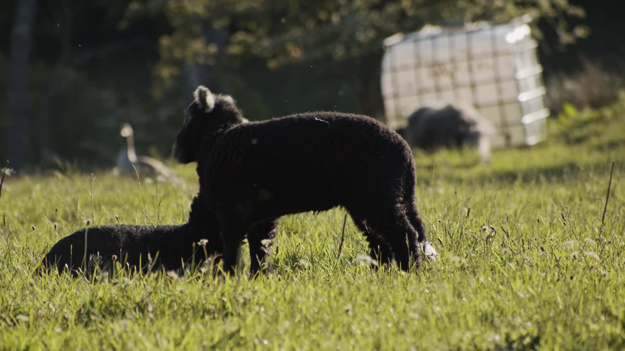 Lambs playing in grass in sunset, English countryside, slow motion