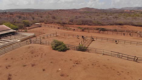 Der-Strauß-Ist-Eine-Art-Großer-Flugunfähiger-Vögel,-Die-In-Afrika-Beheimatet-Ist