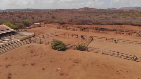 el avestruz es una especie de gran ave no voladora originaria de áfrica