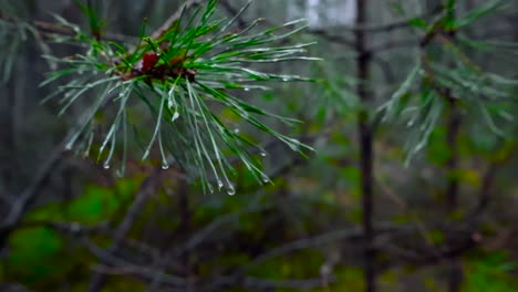 Footage of water drops and water on green pine needles filmed from up close while footage spins around the branch. Weather is cloudy and wet during autumn or winter rainy day. Background blurred.