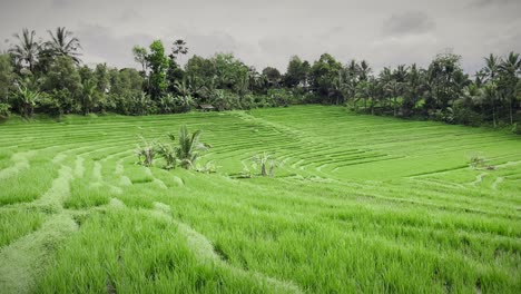 Die-Berühmten-Immergrünen-Reisterrassen-Von-Tegallalang-In-Bali,-Indonesien