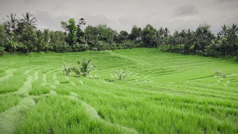 the famous evergreen rice terraces of tegallalang in bali, indonesia