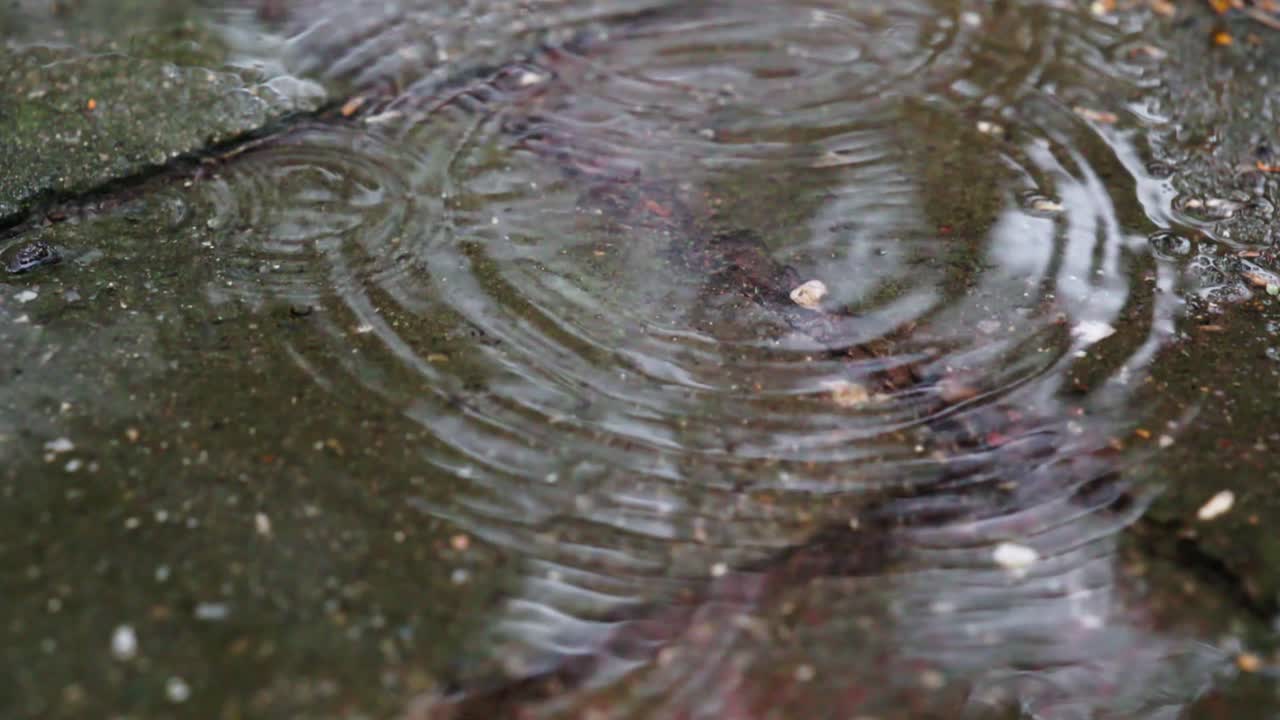 Close-up of rain drops hitting a calm water pool in super slow motion, with ripples expanding beautifully across the reflective surface.