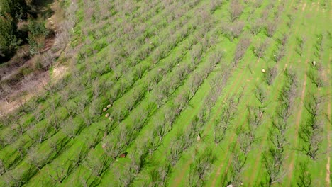 Vista-De-Arriba-Hacia-Abajo-Pastoreando-Ovejas-En-El-Huerto-De-árboles-Secos,-Movimiento-En-órbita