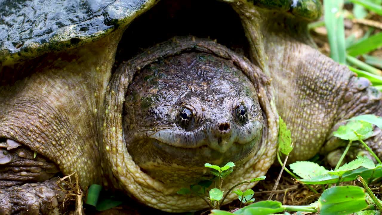 Static video of a Common Snapping Turtle Chelydra serpentina closeup of face. The turtle can be seen breathing.