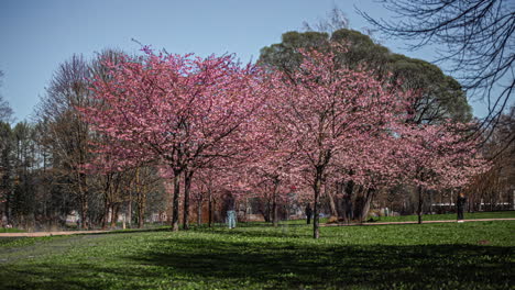 el lapso de tiempo de las personas que disfrutan de un día soleado en primavera con flores blancas rosadas en los árboles