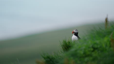 An Atlantic Puffin Perched in Green Grass