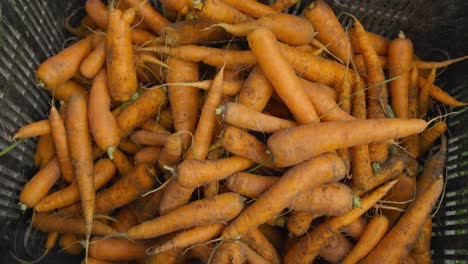 Zanahorias-Frescas-En-Granja-Orgánica