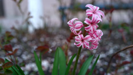 Frühlingsblumen-Blühen-Im-Garten.-Nahaufnahme-Rosa-Blumen-Blühen.