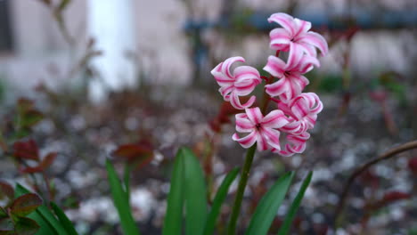 spring flowers blossom in garden. closeup pink flowers blooming.