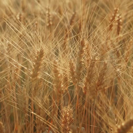 spikelets of wheat swing in the wind in the rays of sunset