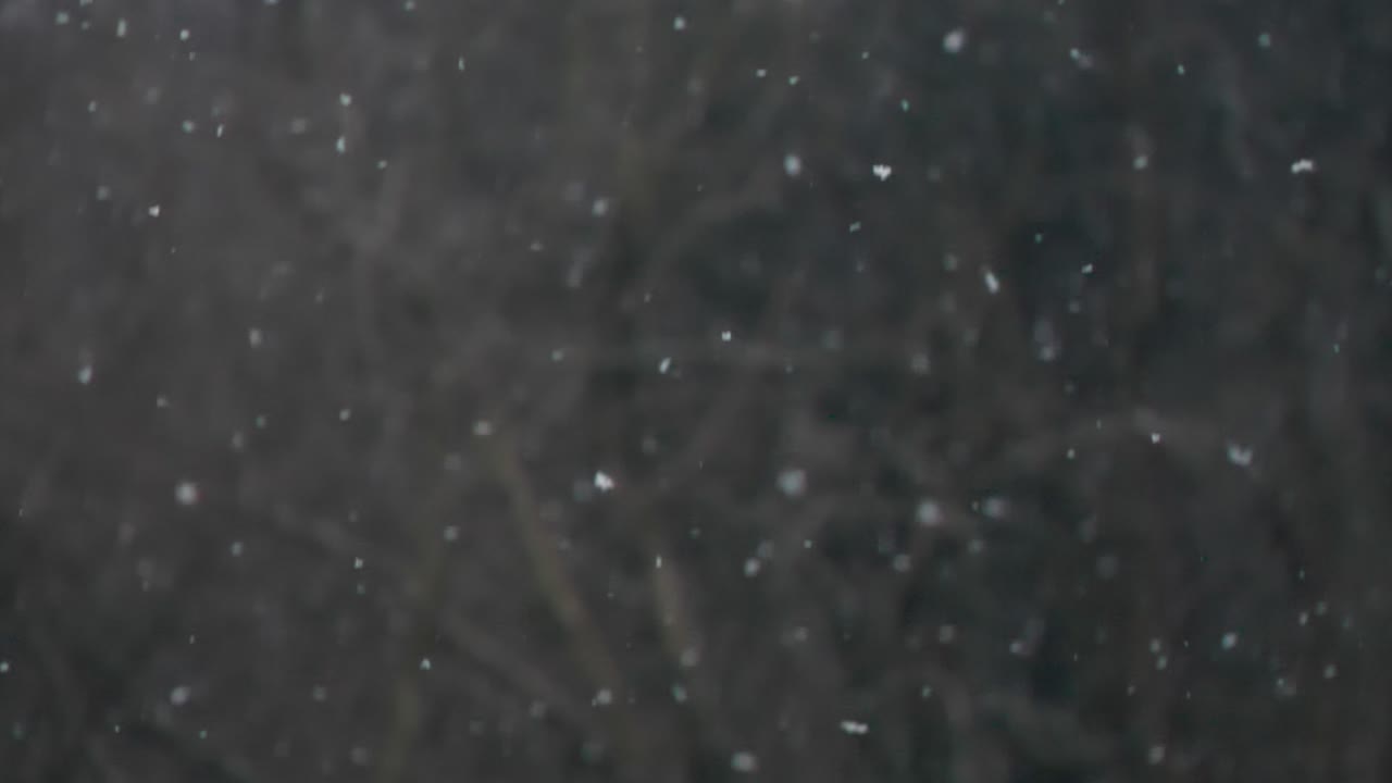 숲 배경으로 떨어지는 눈