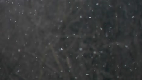 snow falling with forest background