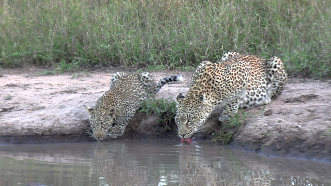una leopardo hembra y su cachorro bebiendo en un pozo de agua