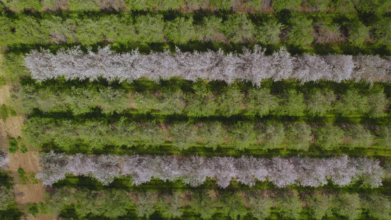 이스라엘 중부 에서 꽃 이 피는 아몬드 나무 의 줄 을 위 에서 내려다 보는 모습