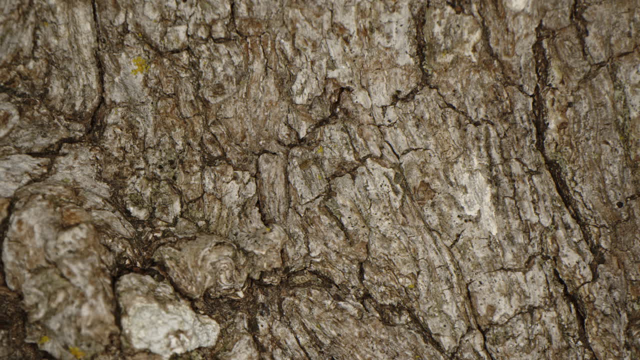 cerca de una pequeña araña marrón caminando sobre el tronco de un árbol por la noche