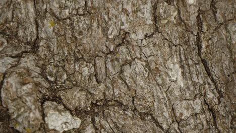 close up of small brown spider walking on a tree trunk at night