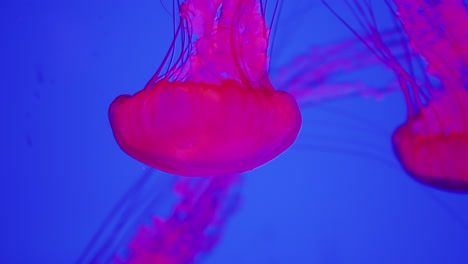 jellyfish on blue background