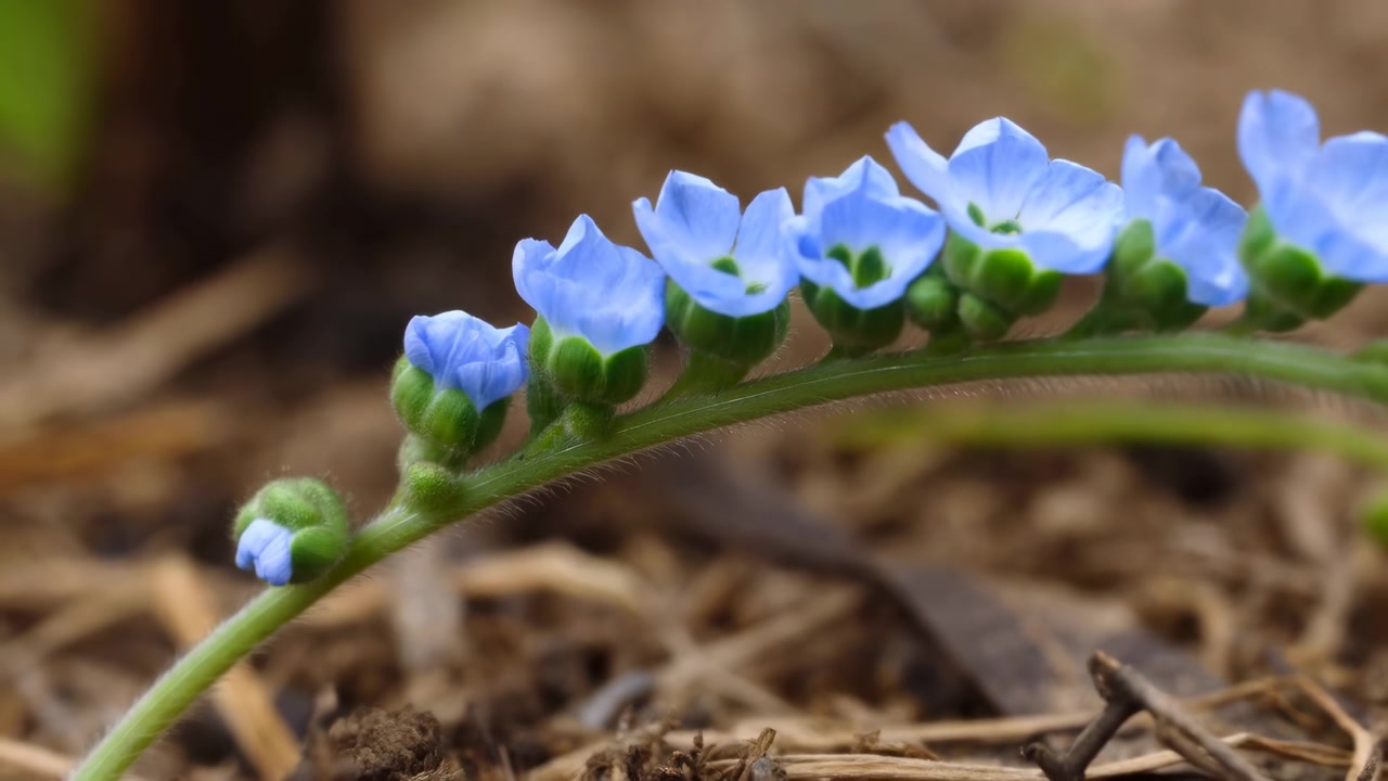 Nærbilde fra lav vinkel av en buet, lodden grønn stilk i et blomsterbed, med tett lukkede knopper som åpner seg til små blå blomster over brun bark, uskarp bakgrunn, naturlig tekstur og forsiktig vekst.