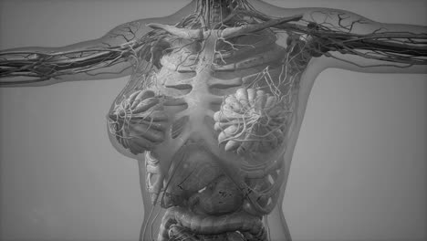 Tomografía-De-Anatomía-Del-Cuerpo-Humano