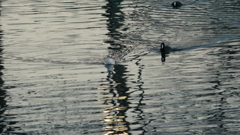 möwe schwimmen in einem fluss, holen nahrung aus dem wasser