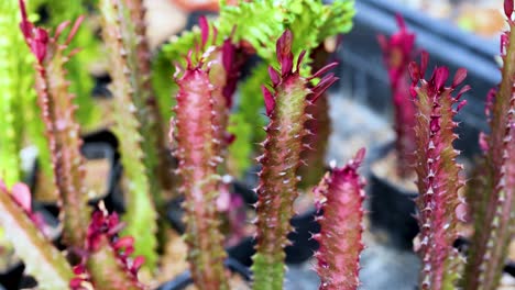 cacti with vibrant colors in a greenhouse