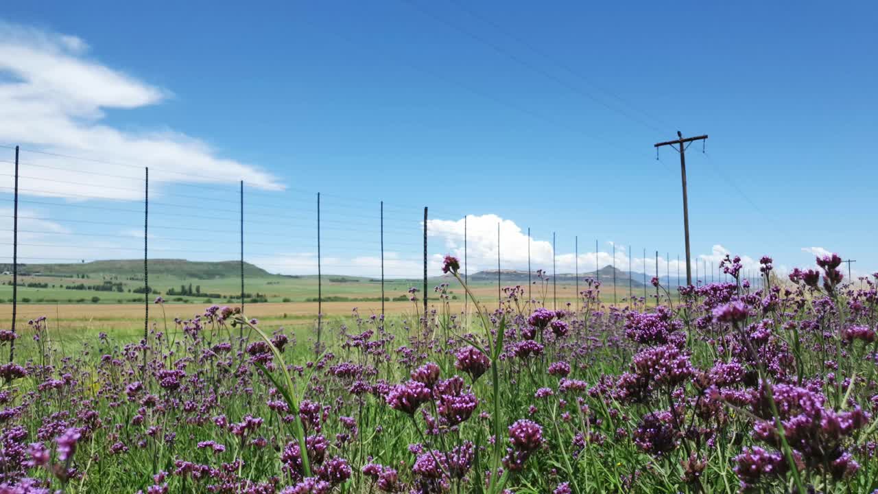 바람이 좌우로 부는 동안 키가 큰 보라색 페리윙클 꽃이 천천히 흔들리고 움직이며 매우 차분하고 평화로운 자연 경관