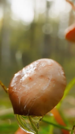 couple of mushrooms on high thin legs after rain. large drop of water drips from sunlit mushroom. natural wealth of forest on blurred background
