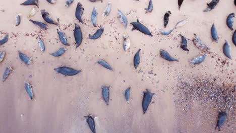 Aerial-top-down-view-of-a-colony-of-grey-seals-lying-relaxed-on-a-beach,-rising-up-to-reveal-the-beautiful-coastline-of-Horsey-Gap,-Norfolk,-England