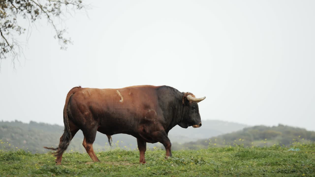 4k кадры разъяренного быка, смотрящего на камеру