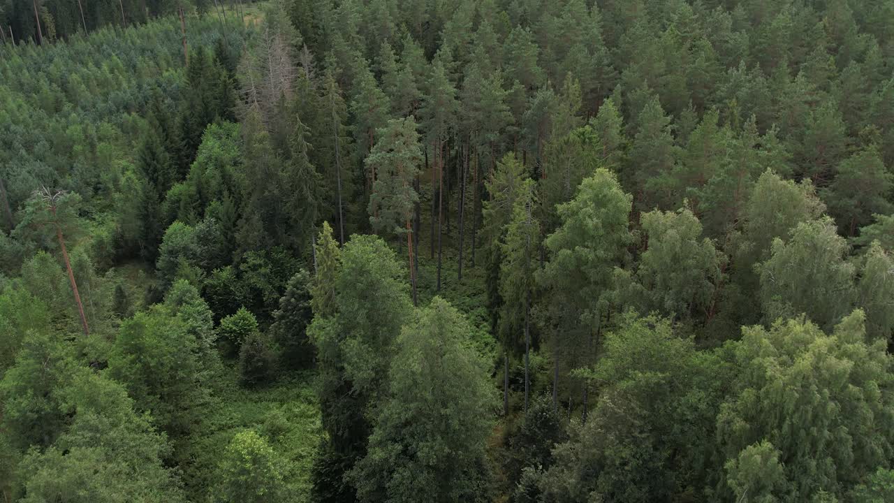Fitta foresta con pini alti e dritti che si ergono sopra un rigoglioso sottobosco verde, creando un paesaggio boschivo sereno e naturale