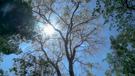 sol brillante entre arbol