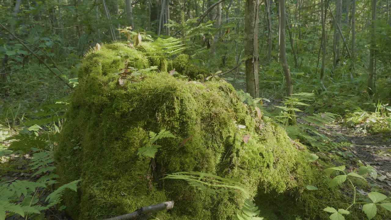 tronco de árbol cubierto de musgo en un bosque