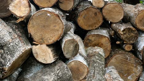 Pile of cut birch logs of different cross-sections are piled up on backyard or warehouse.