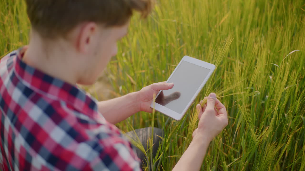 фермер проверяет урожай пшеницы с помощью планшета