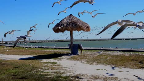 bandada de gaviotas tomando vuelo