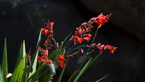 un colibrí volando alrededor de una flor de crocosmia