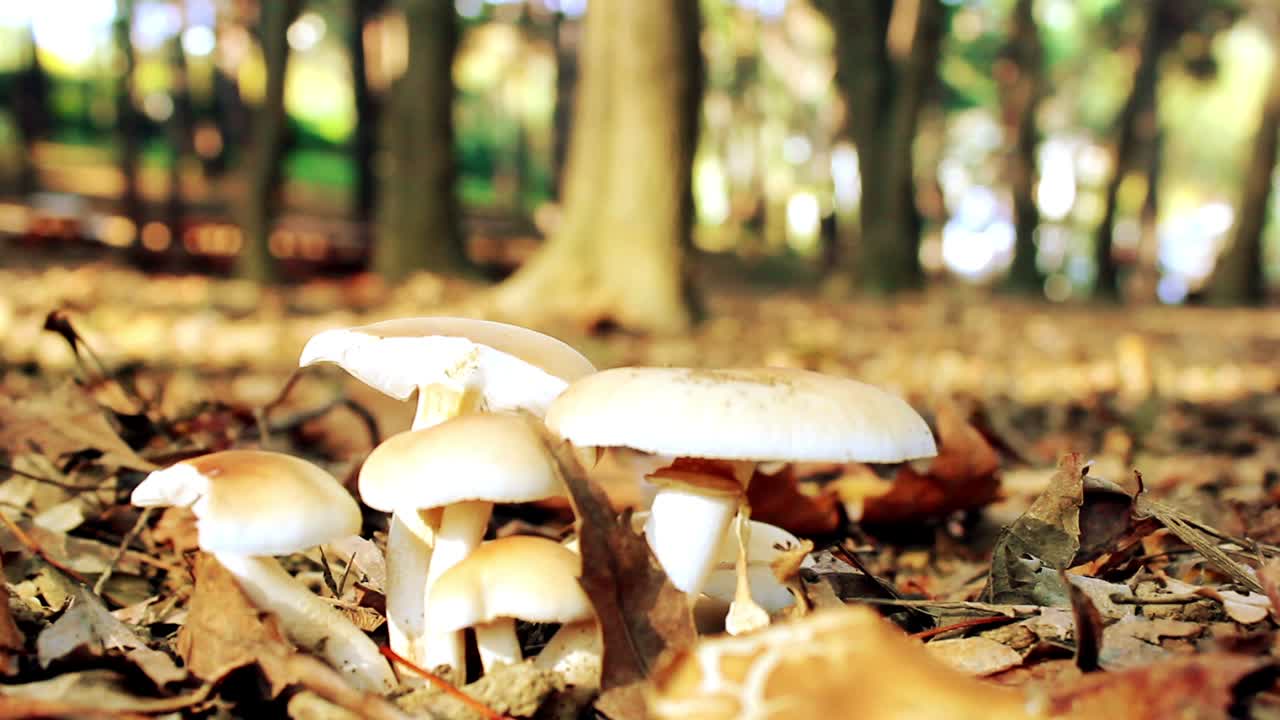 hombre caminando en el parque bosque viaje concepto de otoño