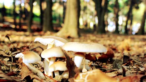 Hombre-Caminando-En-El-Concepto-De-Otoño-De-Viajes-De-Bosque-Del-Parque