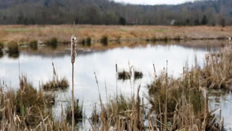 lake in the fall surrounded by bushes, brush and cattails on an overcast day pond in background