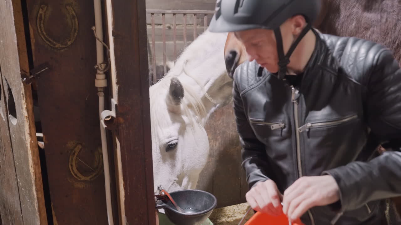 Entrenador alimenta a caballo marrón en el establo, jinete con casco vierte cubo naranja en cuenco negro mientras un compañero blanco observa, el entrenador acaricia el cuello y guía el hocico, luz solar cálida en el establo de madera, calma