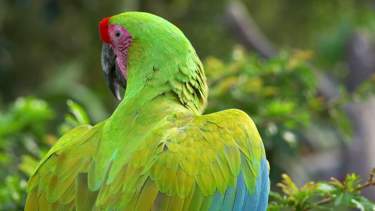 Un guacamayo verde (ara ambiguus) agarra una semilla con su garra y se alimenta de ella, en primer plano.