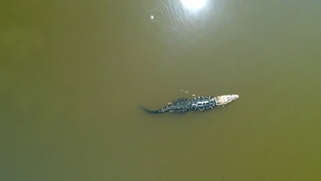 Aerial-top-view-of-Black-Caiman-|-Apex-Predator