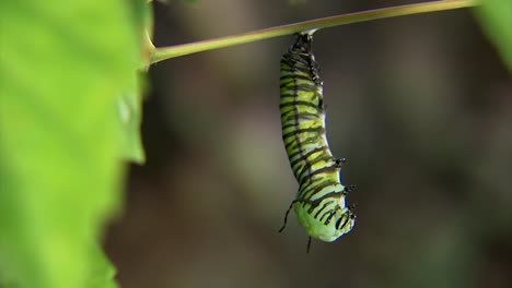 verwandlung der raupe in eine puppe