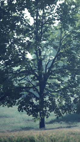 un árbol solitario se alza en un campo de hierba, bañado por la luz del sol.