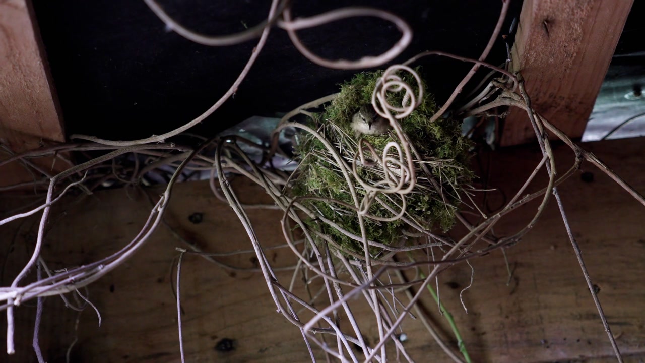 Eurasian Wren working on its round moss nest in a cluttered indoor space. Close-up eye-level view highlighting delicate animal behavior and nature.
